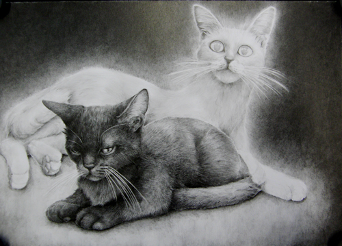 枝川真理の鉛筆画教室生徒作品,猫２匹