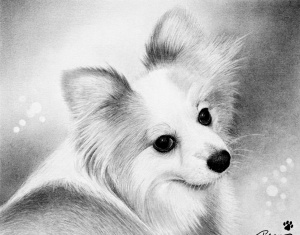 枝川真理の鉛筆画教室生徒作、かわいい小型の犬
