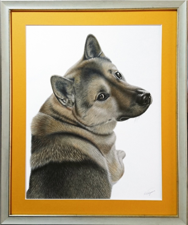 愛犬んを写真のようにお描きしてお届けしています。紀州犬の絵。