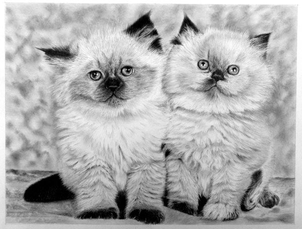 谷村さんの猫の鉛筆画２匹