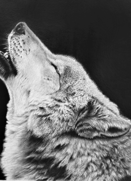 枝川真理の鉛筆画教室受講生谷村さんの動物鉛筆画オオカミ