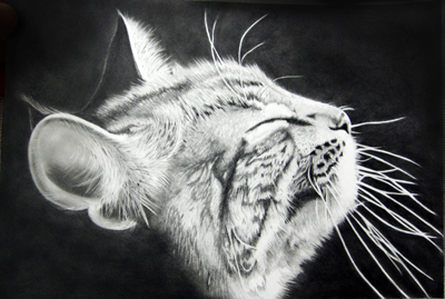 枝川真理の鉛筆画教室生徒作品,猫の横顔