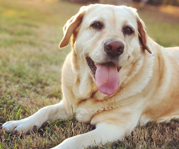 犬の良い写真参考例１