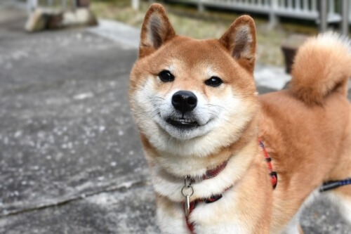 ハンドリーくん、愛犬の誕生日プレゼント