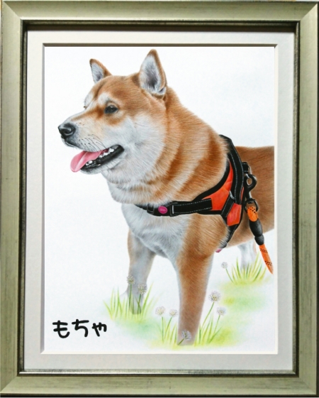 柴犬のもちゃくん、愛犬の絵、ペットの絵