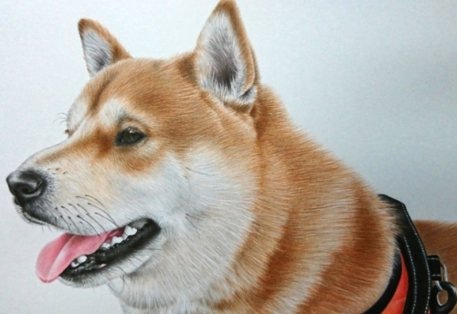 愛犬の絵制作過程2