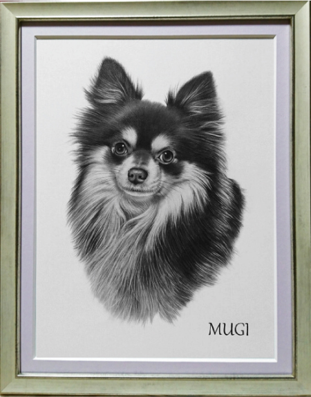 チワワのむぎくん、愛犬の絵、ペットの絵