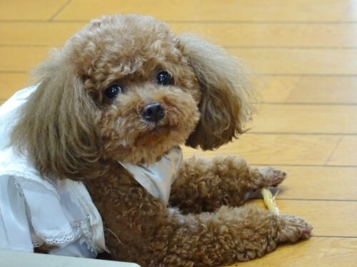 プラムちゃん、愛犬メモリアル