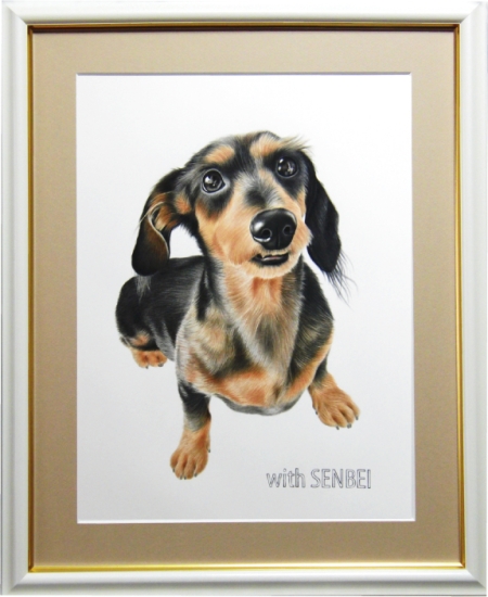 ダックスフンドの煎餅くん、愛犬の絵、ペットの絵