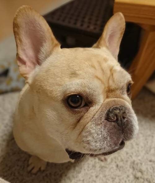 おもちくん、愛犬メモリアル